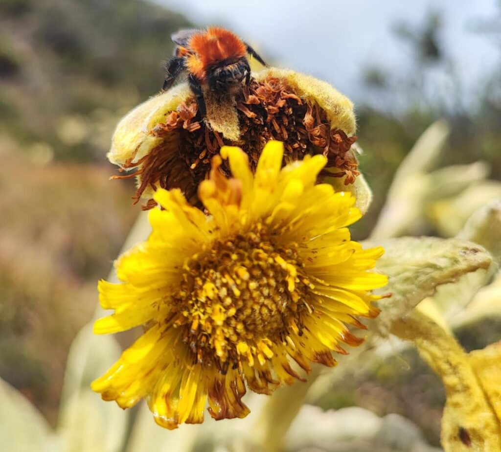La protección de los paramos - voces de la madre tierra