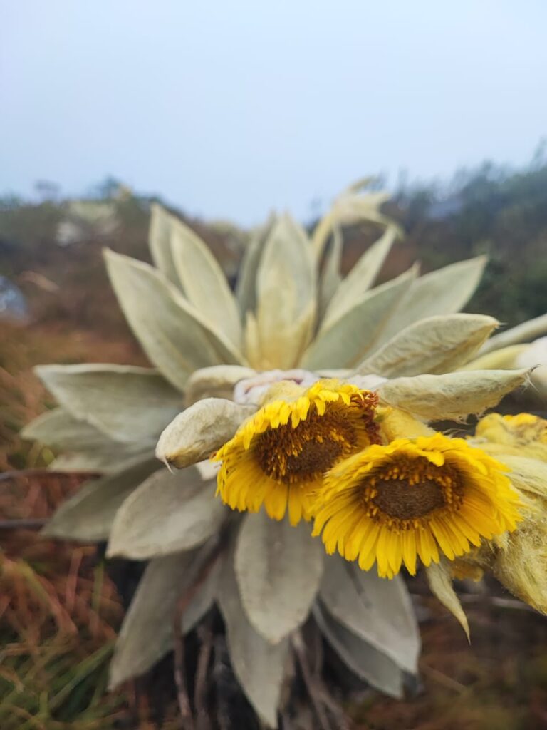 frailejon - proteccion de los paramos - voces de la madre tierra